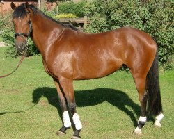 broodmare Caprisonne (Rhinelander, 2004, from Chico's Boy)