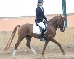 dressage horse Don't Worry Be Happy G (Welsh Partbred, 2010, from Fs Dr Watson)