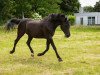 dressage horse Ninjo (German Riding Pony, 1991, from Nadler I)