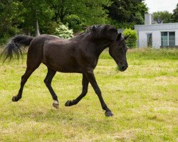 dressage horse Ninjo (German Riding Pony, 1991, from Nadler I)