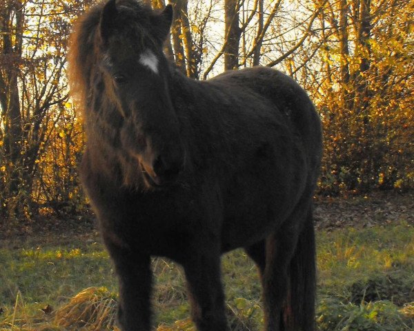 horse Sæla-Rögg vom Brandenbüsch (Iceland Horse, 2011, from Askur frá Búðarhóli)