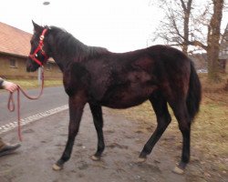 horse Hidalgo (Paso Iberoamerikano, 2014, from Ikarus)