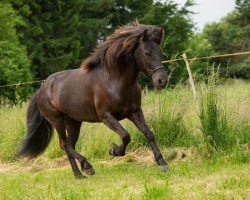 horse Úlpa (Islandpferd, 2001, from Alskaer von Haselrode)