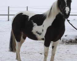 broodmare E.T.Savenna (Pinto / Pleasure, 2009, from CK Bucks Iowa Bar)