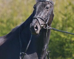 dressage horse Ehrenstein (Trakehner, 2009, from Hohenstein I)