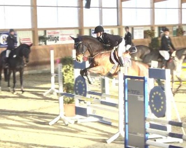 jumper Parce que Je t'aime (Hanoverian, 2010, from Perigueux)