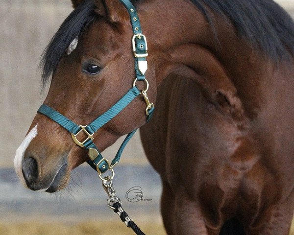 horse Fortunat (Arabian thoroughbred, 2010, from Sabat ox)