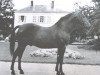 stallion Feu Follet X (FR) (French Trotter, 1949, from Ogaden (FR))