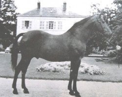 Deckhengst Feu Follet X (FR) (Französischer Traber, 1949, von Ogaden (FR))