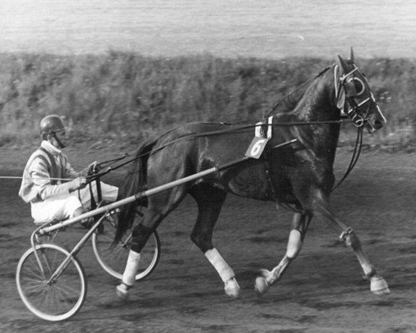 Pferd Abner M (FR) (Französischer Traber, 1966, von Feu Follet X (FR))