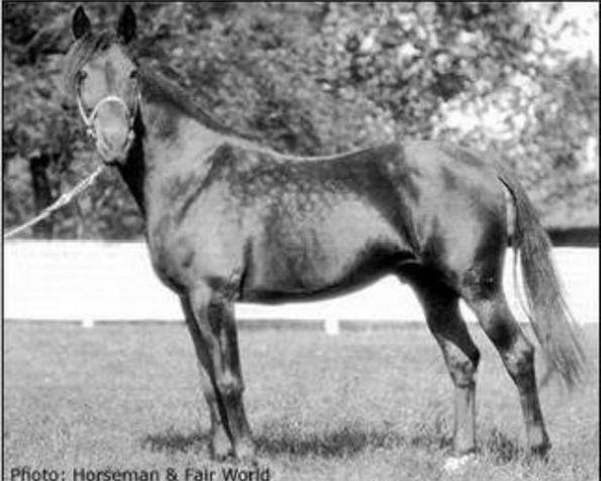 Deckhengst Peter Scott US-64391 (Amerikanischer Traber, 1909, von Peter the Great 28955 (US))