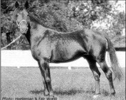 stallion Peter Scott US-64391 (American Trotter, 1909, from Peter the Great 28955 (US))