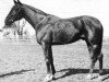 stallion Scotland 68146 (US) (American Trotter, 1925, from Peter Scott US-64391)