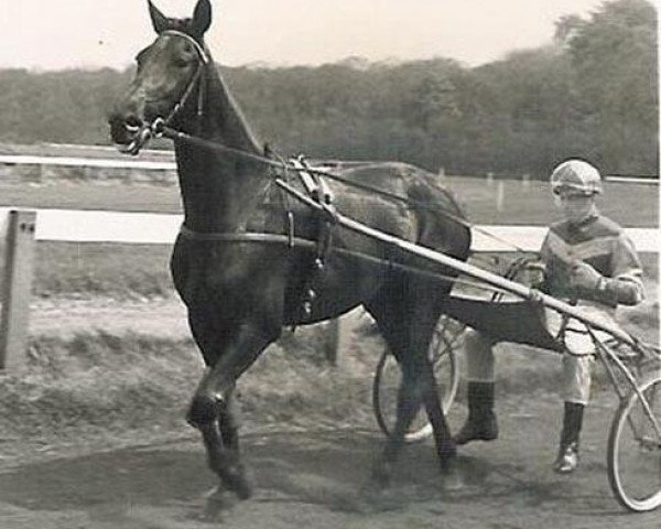 Pferd Azalea Hanover (US) (Amerikanischer Traber, 1961, von Hoot Mon 76700 (US))