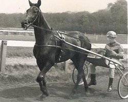 Pferd Azalea Hanover (US) (Amerikanischer Traber, 1961, von Hoot Mon 76700 (US))