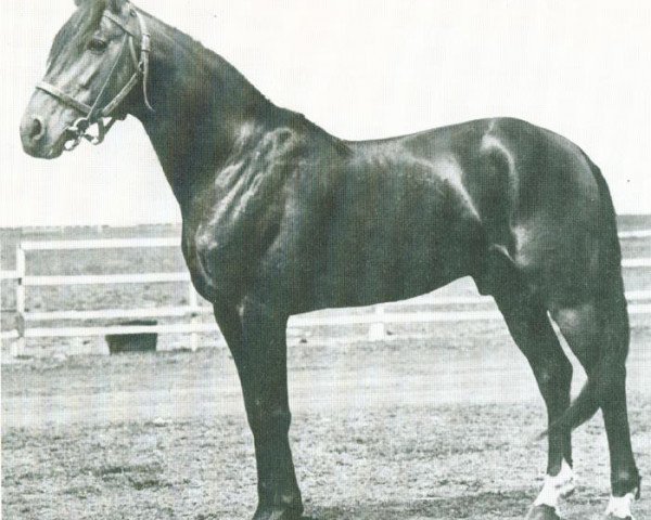 stallion Axkit (US) (American Trotter, 1930, from Guy Axworthy US-37501)