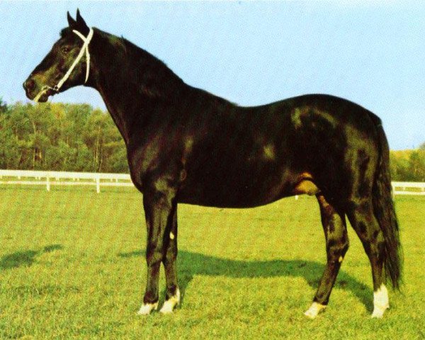 stallion Armbro Oxford (US) (American Trotter, 1971, from Nevele Pride 7308E (US))