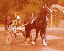 stallion Ardent III (FR) (French Trotter, 1966, from Ofanto (FR))