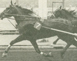 Deckhengst Arden Al (US) (Amerikanischer Traber, 1967, von Jamie 85267 (US))