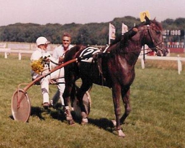 horse Walko B (Traber, 1980, from Arden Al (US))