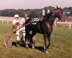 Pferd Walko B (Traber, 1980, von Arden Al (US))