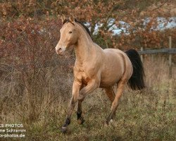 dressage horse Khandis GF (German Riding Pony, 2001, from Khalvin Khlein KpM)