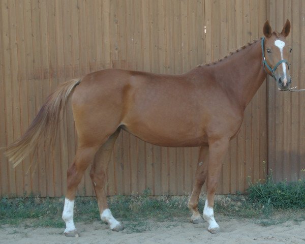 broodmare Dorit 28 (German Sport Horse, 2005, from Dionysos 19)