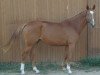 broodmare Dorit 28 (German Sport Horse, 2005, from Dionysos 19)