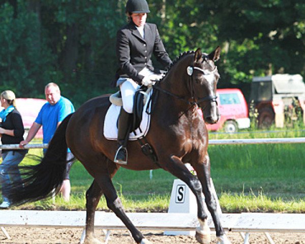 broodmare Curly Sue (Mecklenburg, 2007, from Casaretto)