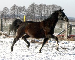 broodmare Curly Sue II (Mecklenburg, 2008, from Casaretto)