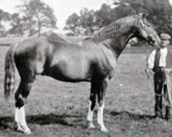 stallion Hazlehatch xx (Thoroughbred, 1885, from Hermit xx)