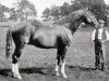 stallion Hazlehatch xx (Thoroughbred, 1885, from Hermit xx)