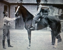 broodmare Birch-Rod xx (Thoroughbred, 1893, from Hazlehatch xx)