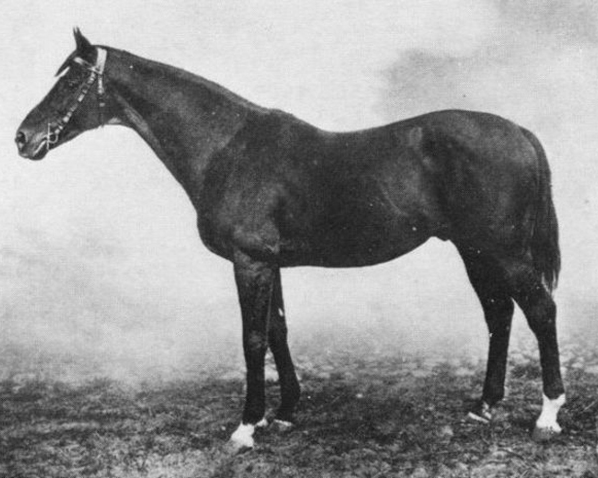 Deckhengst Joshua xx (Englisches Vollblut, 1899, von Childwick xx)