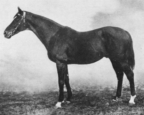 stallion Joshua xx (Thoroughbred, 1899, from Childwick xx)