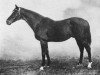 stallion Joshua xx (Thoroughbred, 1899, from Childwick xx)