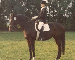 broodmare Bianca (Hanoverian, 1976, from Busoni xx)