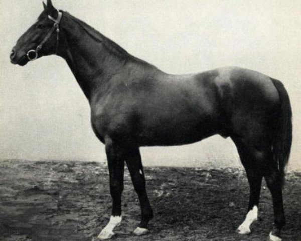 stallion Jorus (Swedish Warmblood, 1907, from Joshua xx)
