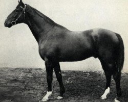 Deckhengst Jorus (Schwedisches Warmblut, 1907, von Joshua xx)