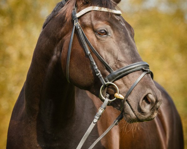 dressage horse Fleur de la cour 4 (Westphalian, 2008, from For Compliment)