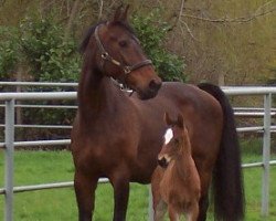 broodmare Gretna Green (Hessian Warmblood, 1991, from Grannus)