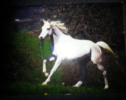 horse FA Gorgeous ox (Arabian thoroughbred, 1994, from Gadir ox)