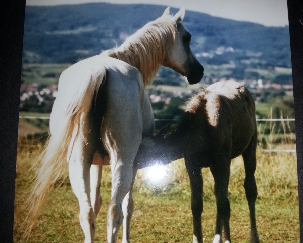 Zuchtstute Askailali ox (Vollblutaraber, 1990, von Patrol ox)