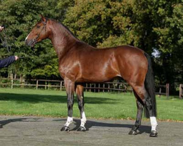 stallion Whistler (KWPN (Royal Dutch Sporthorse), 2003, from Holland)