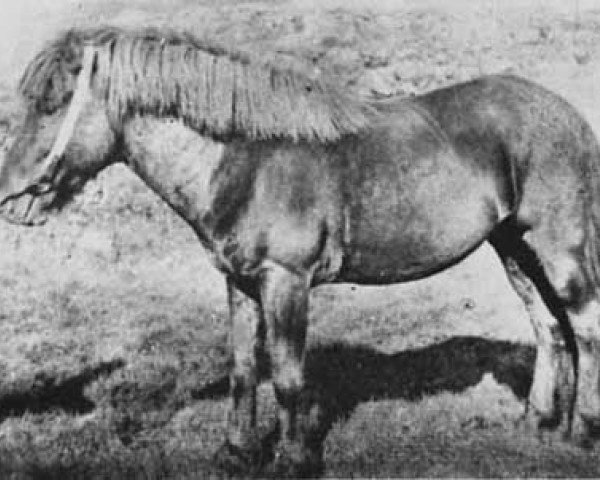 stallion Blakkur frá Árnanesi (Iceland Horse, 1926, from Blakkur frá Streiti)
