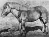 Deckhengst Blakkur frá Árnanesi (Islandpferd, 1926, von Blakkur frá Streiti)