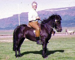 broodmare Vaka frá Borgum (Iceland Horse, 1963, from Sleipnir frá Miðfelli)