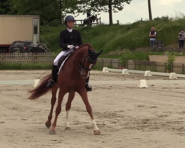 Reitturnier Schülp / Rendsburg 2021