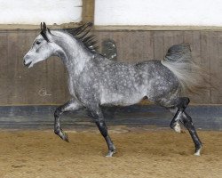 horse Elgaro (Arabian thoroughbred, 2011, from Poganin ox)