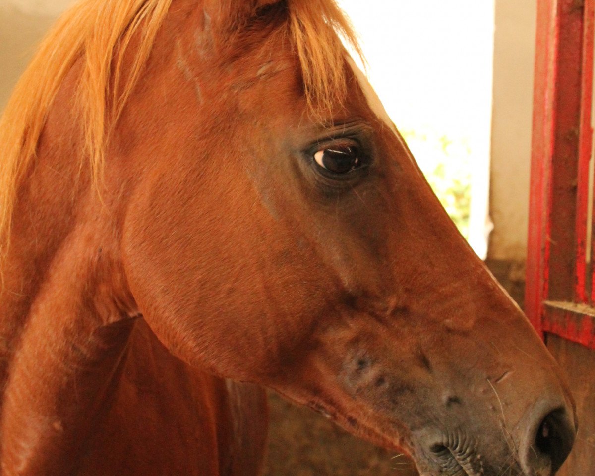 dressage horse Ghawan ox 2 (Arabian purebred, 1997, from Ghajar ox)